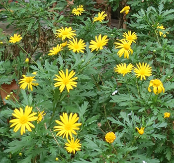  By the cottage, flowering through winter. 