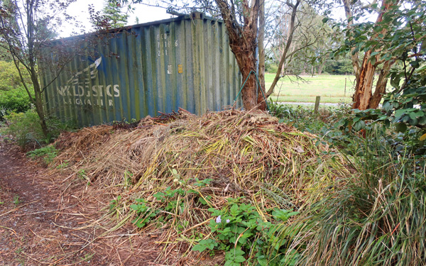  One of many, by the fence-line. 