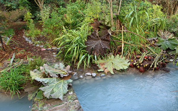  Gunnera mess by Middle Bridge. 