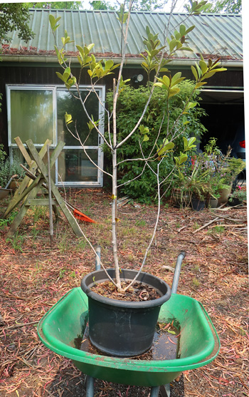  Desperately needing to be released into the garden. 