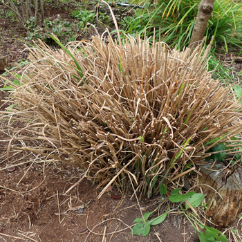  The variety zebrinus. 