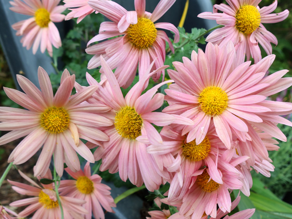  A rather beautiful colour. 