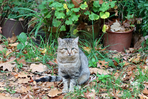  In front of the cottage pots. 