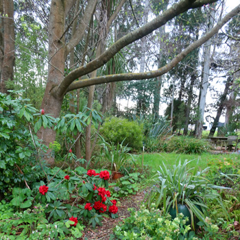  Red rhododendron Kaka. 