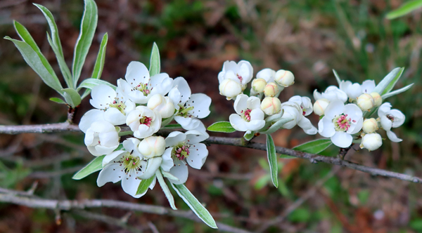  In the orchard. 