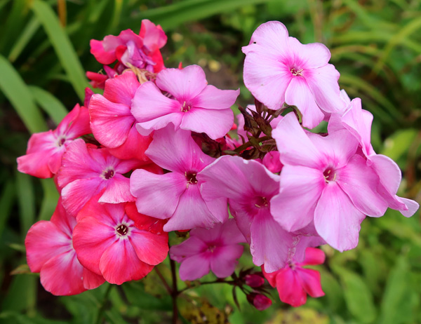 In the Pergola Garden, near the bonfire In the Pergola Garden, near the bonfire