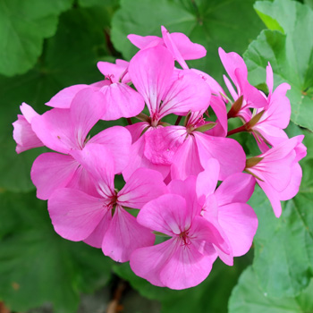  A pelargonium by the house. 