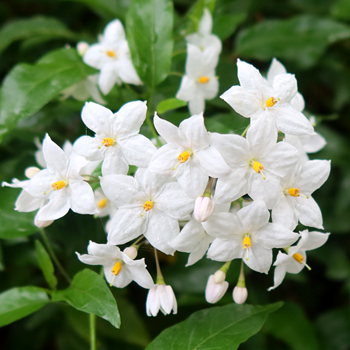  Another rather vigorous spreading plant that I grow. 