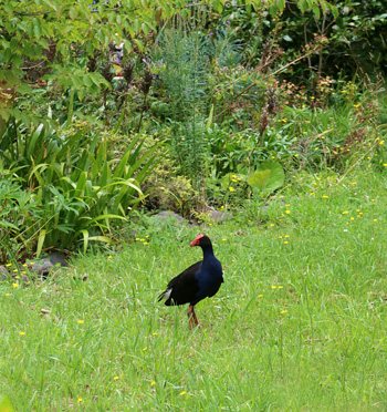  On the lawn over the water race. 