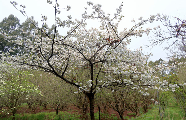  In the orchard. 