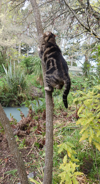  Silly cat! 