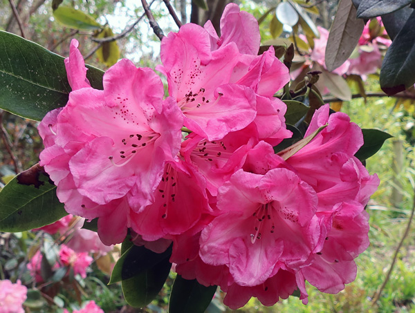  The big pink rhododendrons in Middle Garden. 
