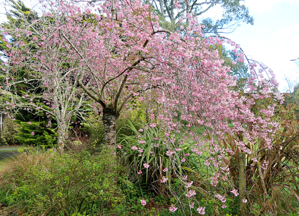  In the Driveway Border. 
