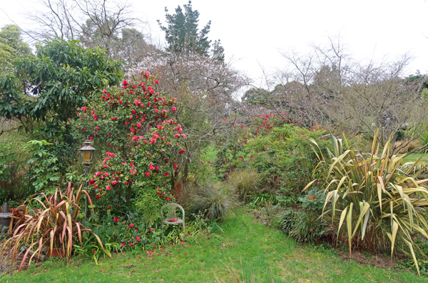  Beautiful pink Camellias... 