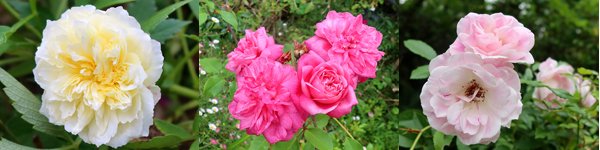  The Pilgrim, Archduc Joseph, and Blushing Pink Iceberg. 