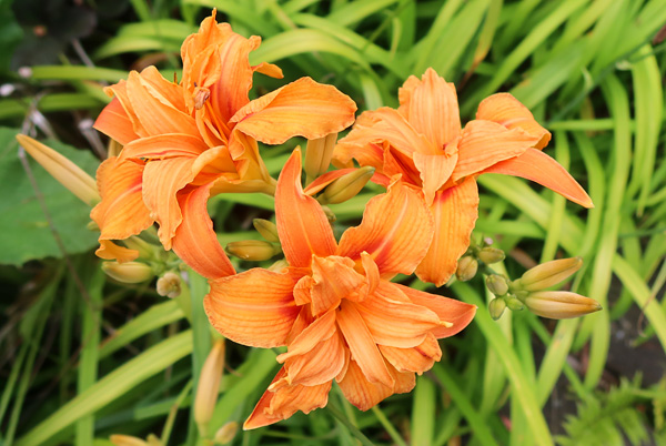 A double variety of the species. A double variety of the species.