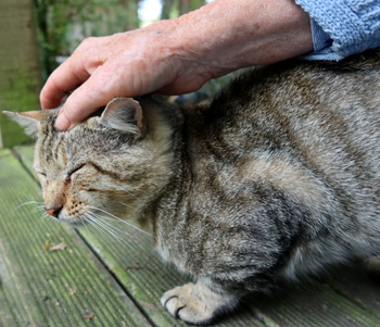 My silly stray cat. My silly stray cat.