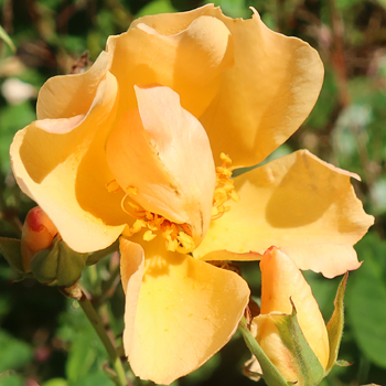 In the sun. Yeay for the sun! In the sun. Yeay for the sun!