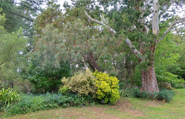 With large gum trees. With large gum trees.