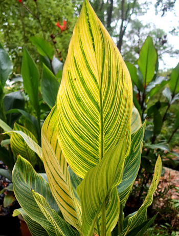 By the pond. By the pond.