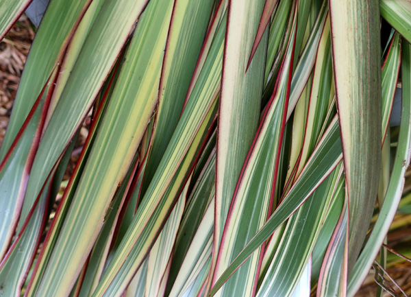 Beautiful stripes! Beautiful stripes!