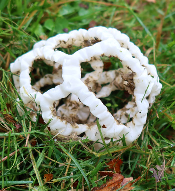  Common name basket fungus. 