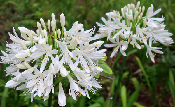  I think they might flower a bit later than the blue variety. 