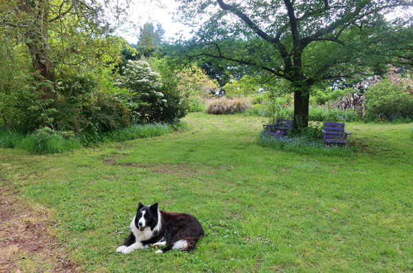  Darling dog... 