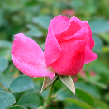  A Flower Carpet rose blooming. 