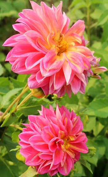  Such a wonderful colour combination. 