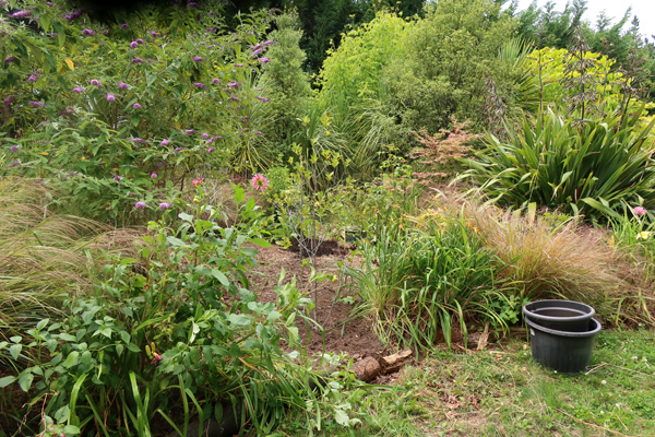  And planting the Michelias. 