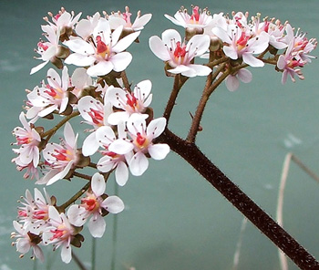  Flowers first, then the leaves. 