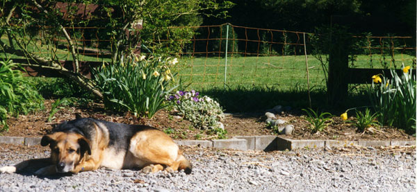  The sheep electric fence is in the background. 