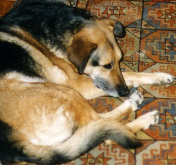  Taj-Dog is tired out after working hard in the garden with me... 