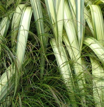  Flaxes and grasses are favourites in the Moosey garden. 