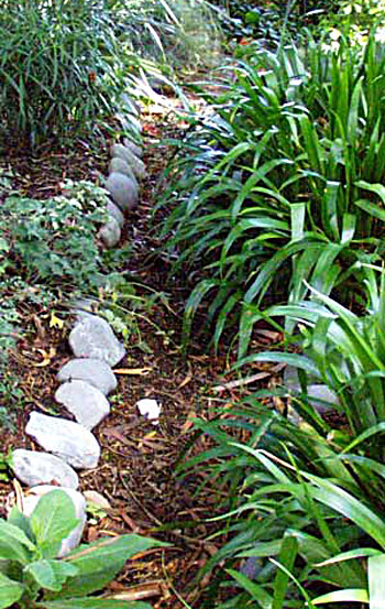 My favourite foliage plant, Iris japonica, and my favourite stones, Waimakariri river stones. My favourite foliage plant, Iris japonica, and my favourite stones, Waimakariri river stones.