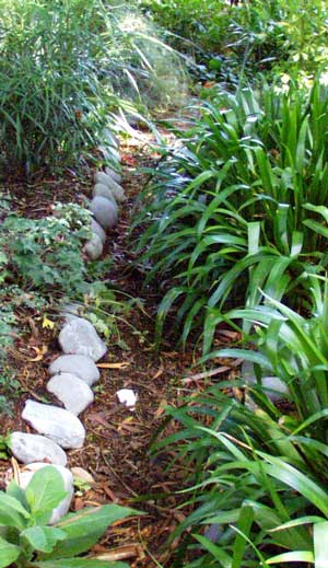  My favourite foliage plant, Iris japonica, and my favourite stones, Waimakariri river stones. 
