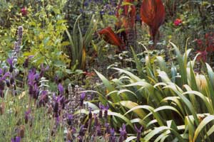  Lavender and Iris Japonica have invaded the Native Border. 