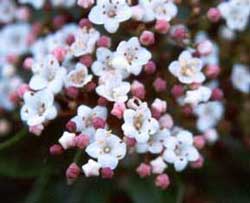  The Viburnum sometimes starts flowering in Autumn. 