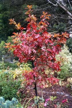  This photo was taken when the oak tree was first planted. 