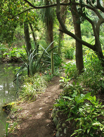  Past the Aucubas and out to the back path. 