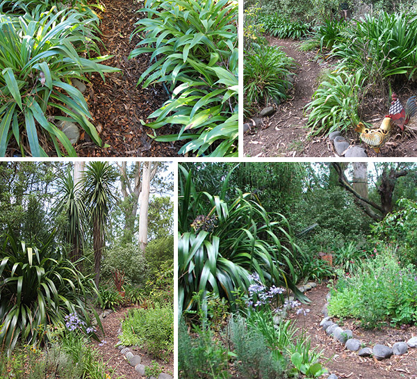  All mulch covered and edged with river stones. 