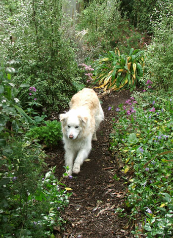  Rusty the red Border Collie taking a walk in his garden. 