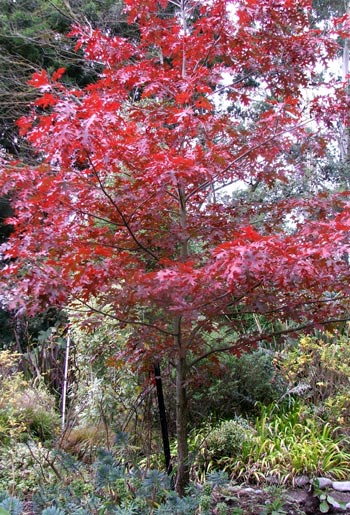  Growing well, and absolutely beautiful in the late autumn sun. 