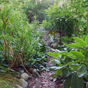 This little path is very overgrown. 