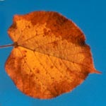  Autumn Leaf Pictures 