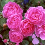  Pink Rose Pictures 
