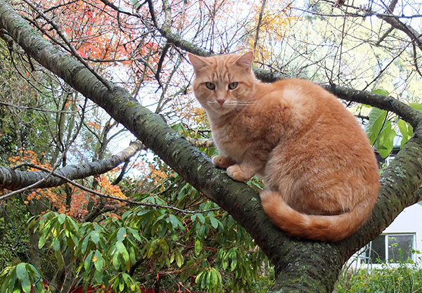  Ginger Percy in a tree. 