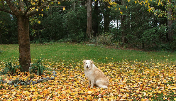  Rusty underneath the flowering cherry. 