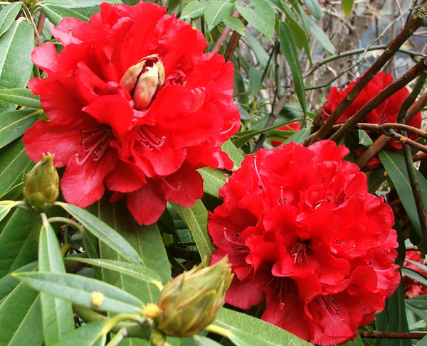  Kaponga, a New Zealand variety. 